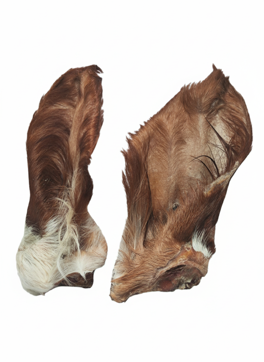 Rinderohren mit Fell und Muschel