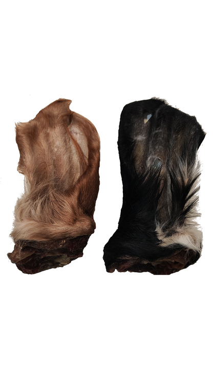 Rinderohren mit Fell und Muschel